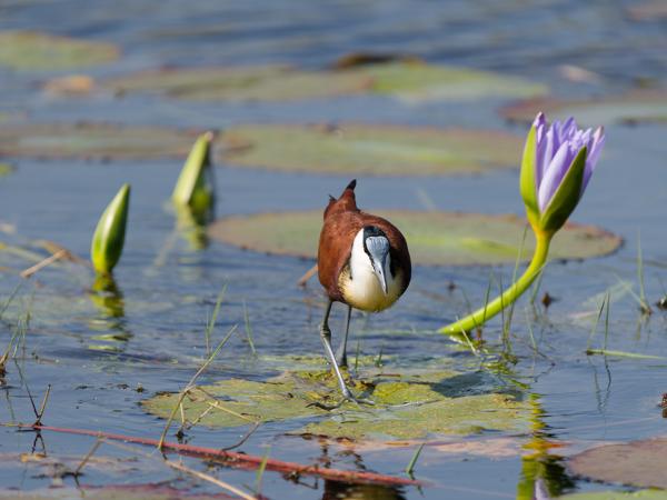 African jacana (Actophilornis africanus)